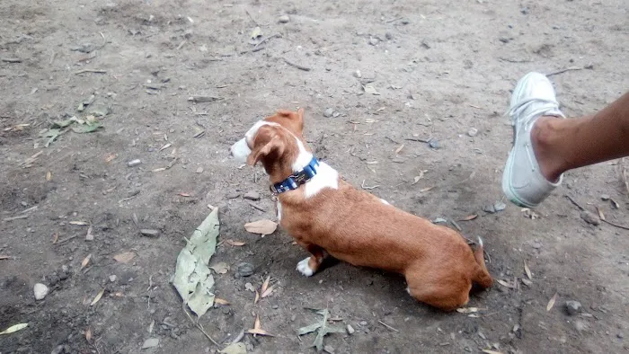 St. Nicholas Park Dog Run Picture 8