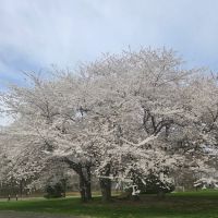 West Harrison Village Green ico