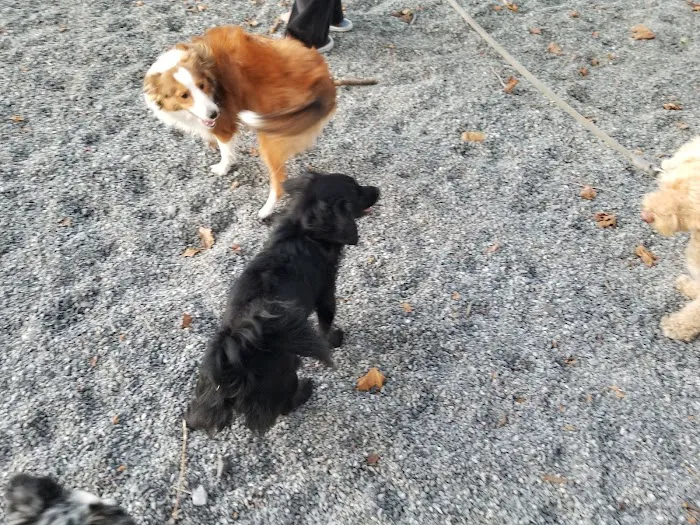 Manhattan Beach Dog Run Picture 8
