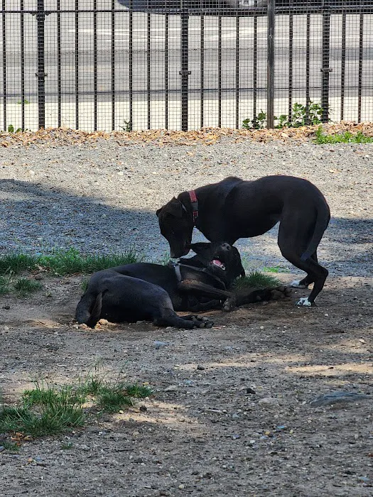 Manhattan Beach Dog Run Picture 1