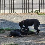 Manhattan Beach Dog Run