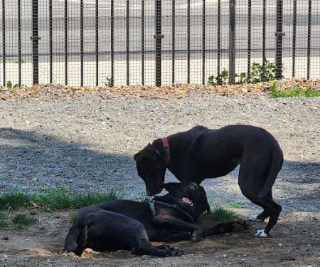 Manhattan Beach Dog Run
