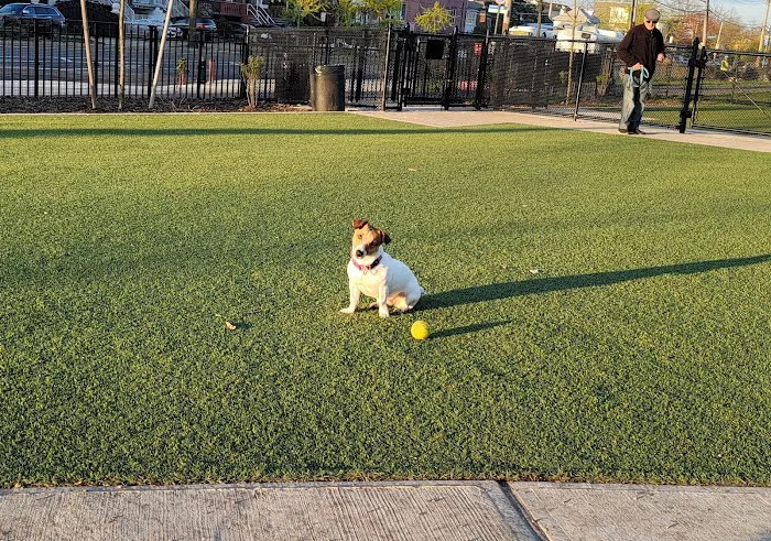 Manhattan Beach Dog Run Picture 5