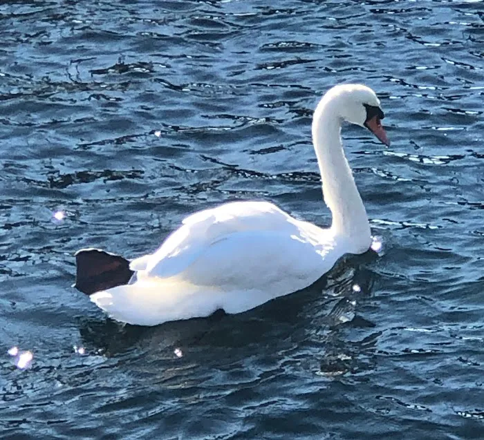 Sheepshead Bay Piers Picture 10