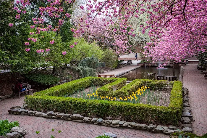 Lily pond Picture 5