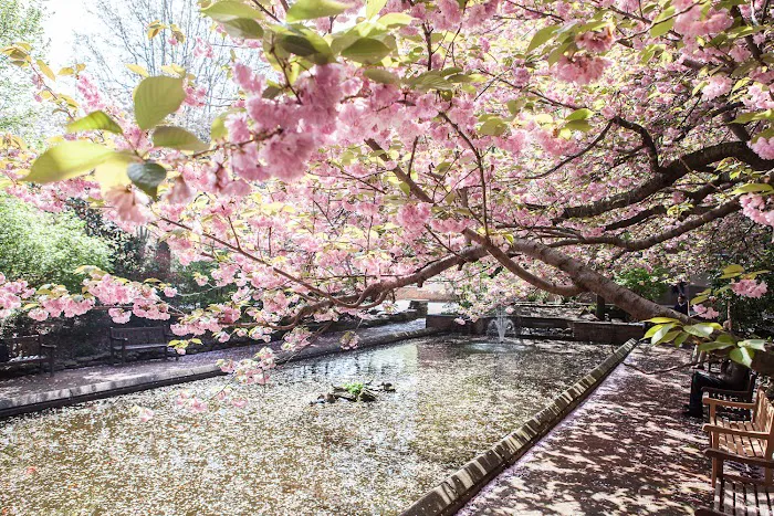 Lily pond Picture 3