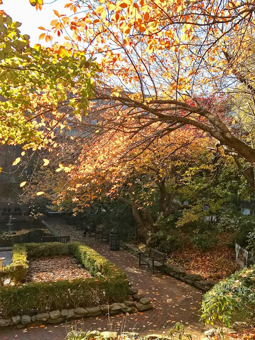 Lily pond Picture 6