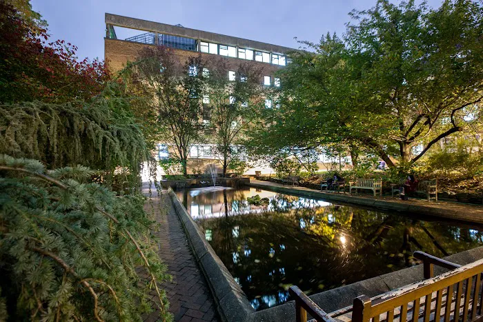 Lily pond Picture 4