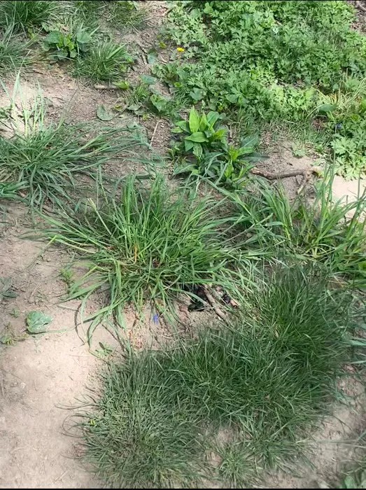 Lincoln Terrace Park Dog Run Picture 1