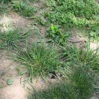 Lincoln Terrace Park Dog Run ico