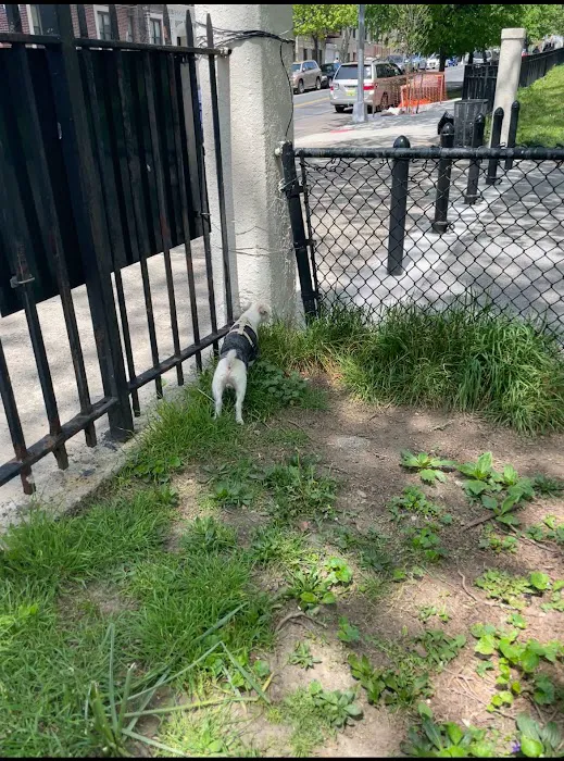 Lincoln Terrace Park Dog Run Picture 3