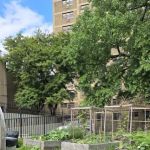 Fred McLeod Community Garden