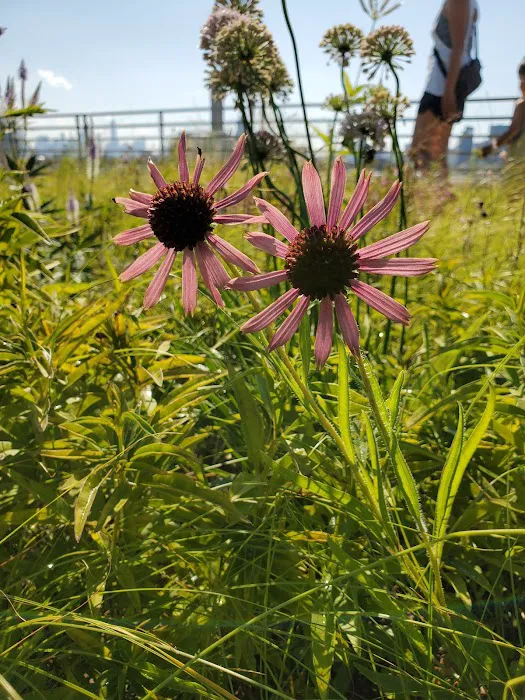 Kingsland Wildflowers Green Roof & Community Engagement Center Picture 3