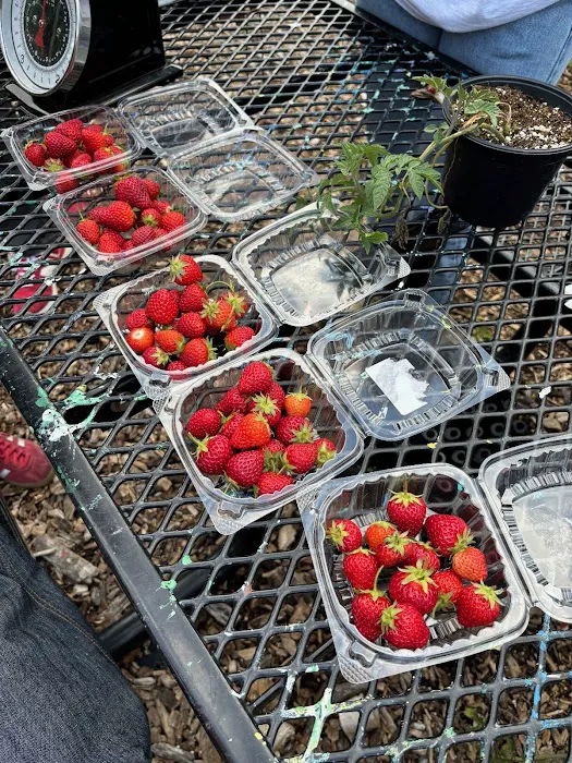 McCarren Park Demonstration Garden Picture 3