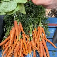 McCarren Park Demonstration Garden ico