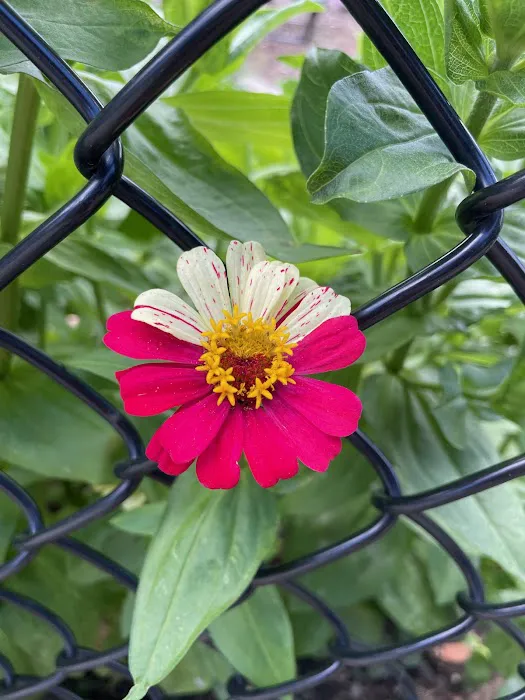 McCarren Park Demonstration Garden Picture 8