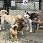 Torsney Dog Run