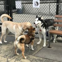 Torsney Dog Run ico