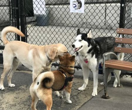 Torsney Dog Run