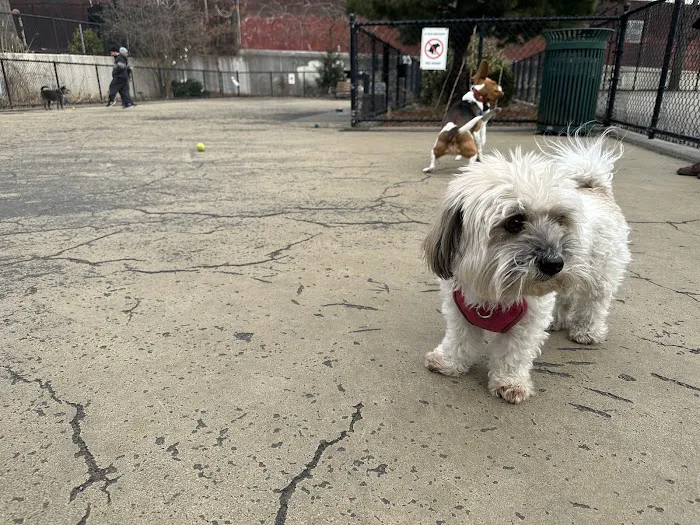Torsney Dog Run Picture 6
