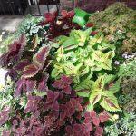 Gardens by Sue