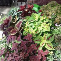 Gardens by Sue ico