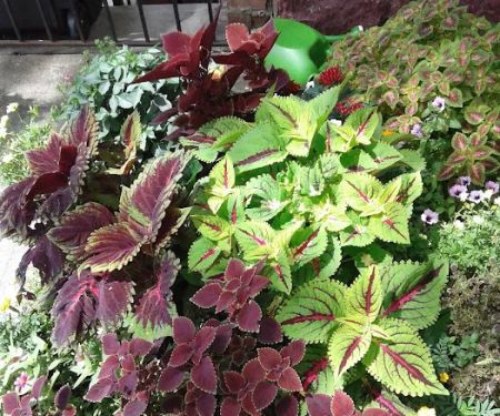 Gardens by Sue