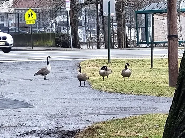 Roosevelt Common Picture 9