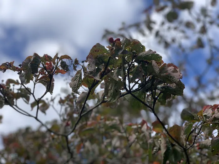 Davies Arboretum & Wildlife Preserve Picture 1