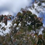 Davies Arboretum & Wildlife Preserve