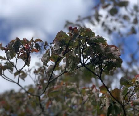 Davies Arboretum & Wildlife Preserve