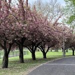 Mackay Park