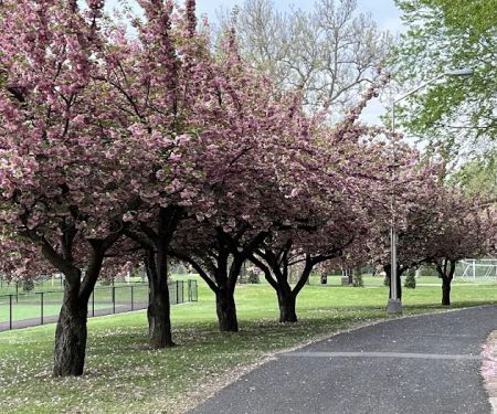 Mackay Park