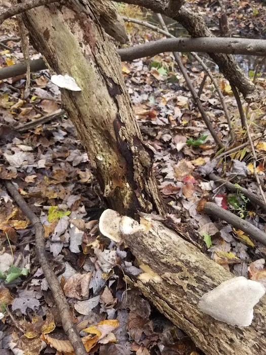 Argonne Park Picture 6