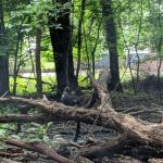 Argonne Park