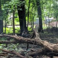 Argonne Park ico