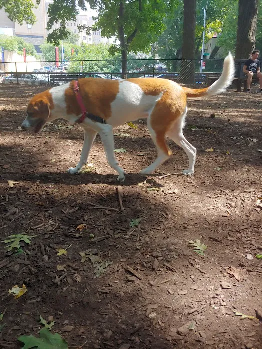 Rocky's Dog Run Picture 5