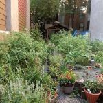 Dorothy K. McGowan Memorial Garden