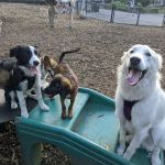 Marcus Garvey Dog Run