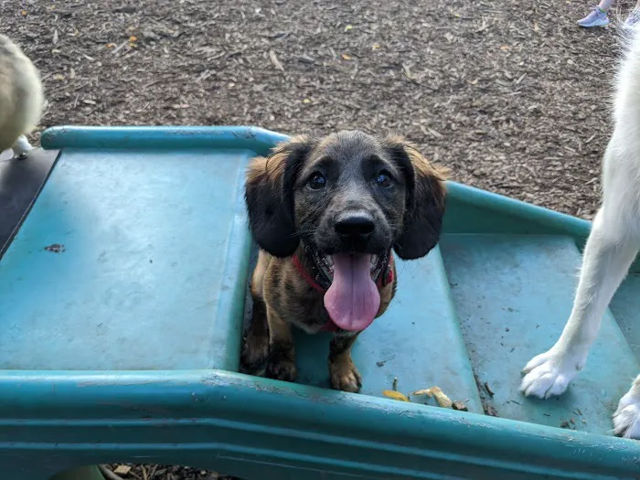 Marcus Garvey Dog Run Picture 7