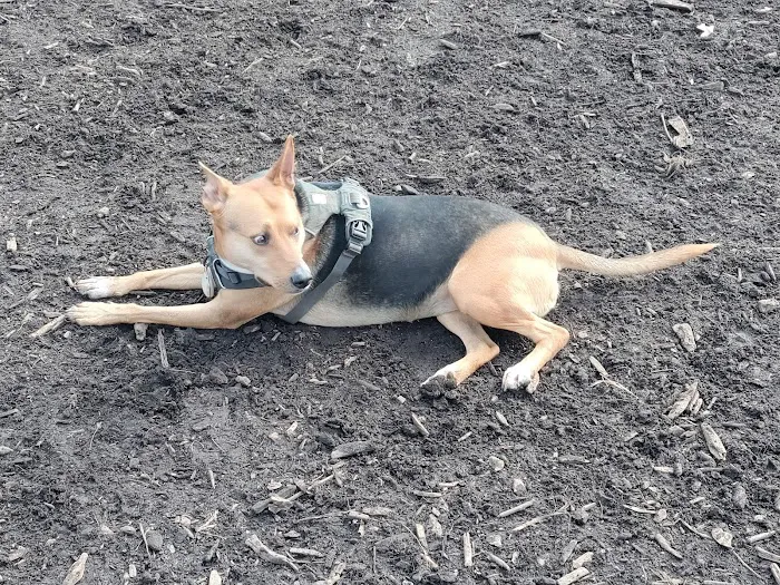 Marcus Garvey Dog Run Picture 3