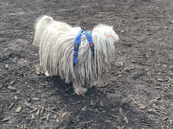 Marcus Garvey Dog Run Picture 2