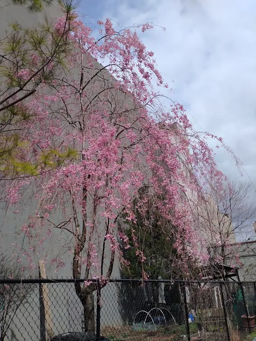 West 124th Street Picture 3