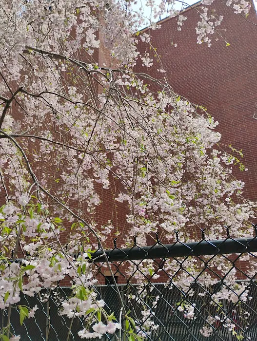 West 124th Street Picture 10