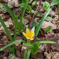 Windmill Garden ico