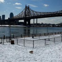 Southtown Dog Run ico