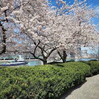 Riverwalk Commons ico