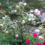 Convent Garden