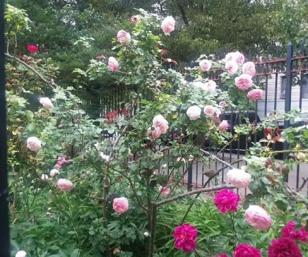 Convent Garden