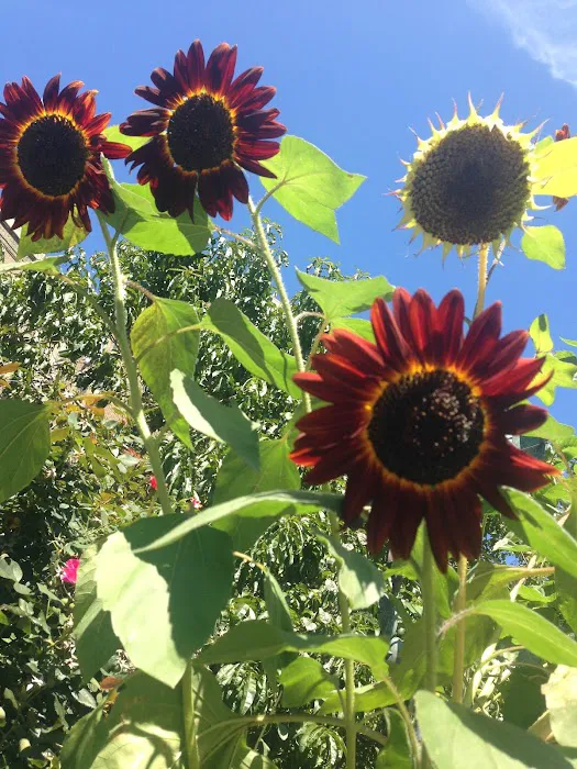 William A. Harris Garden Picture 9